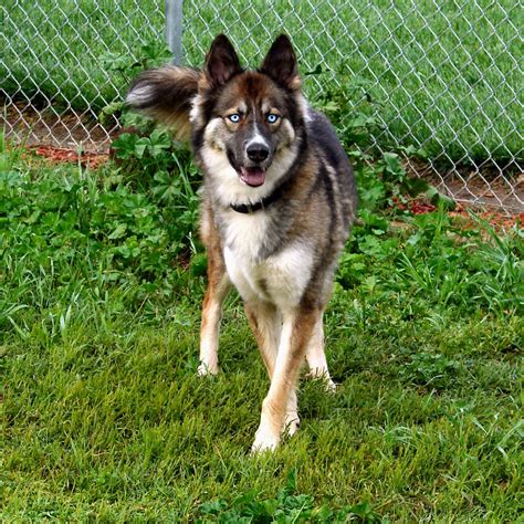 german shepherd mix with husky|alaskan husky german shepherd mix.